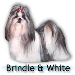 brindle_and_white.jpg